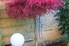 16-10-Acer palmatum ‚atropurpureum‘ 01