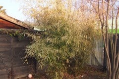 17-02-Fargesia spez. jiuzhaigou, Phyllostachys vivax ‚aureocaulis‘ 02