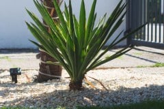 16-07-Yucca gloriosa variegata 01