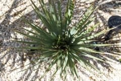 16-08-Yucca rostrata 01