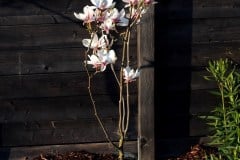 16-04-Magnolia soulangeana 01