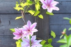 16-05-Clematis ‚Nelly Moser‘ 02