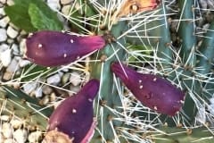 Opuntia phaeacantha ‚Orangeade‘ 01
