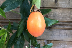 Passiflora caerulea 03