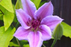 15-05-Clematis ‚Nelly Moser‘ 1