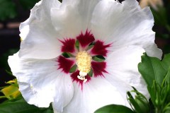 15-08-Hibiscus syriacus ‚Red Heart‘ 1