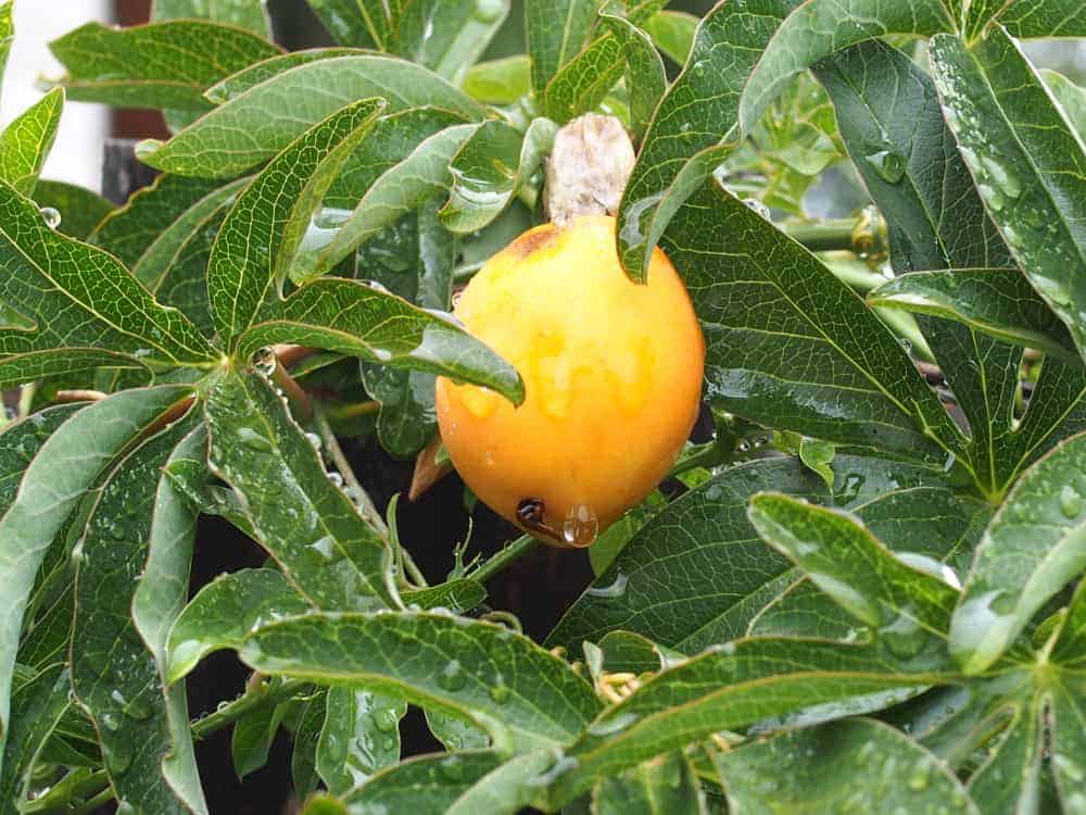 16-09-Passiflora caerulea 02
