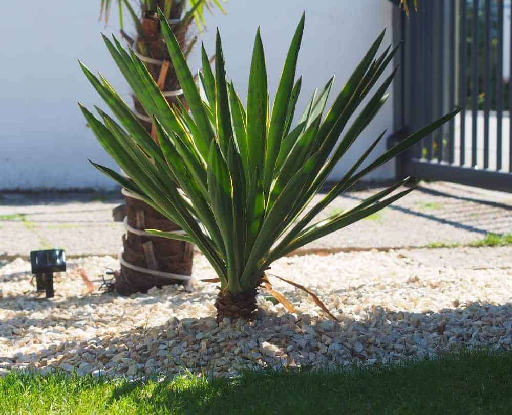 16-07-Yucca gloriosa variegata 01
