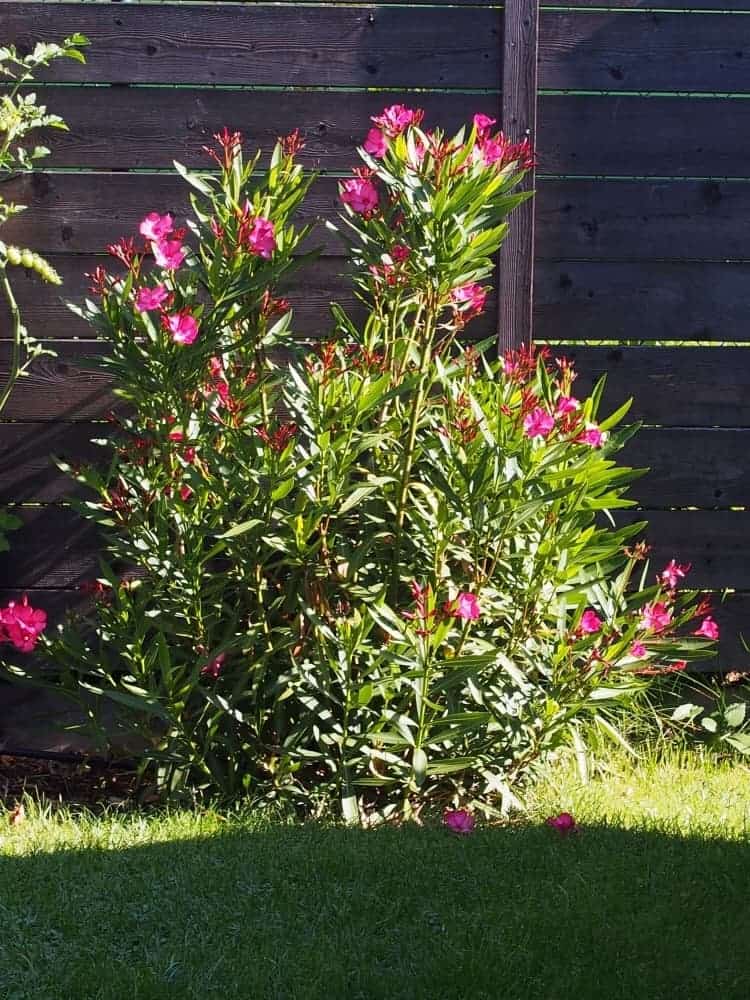 16-08-Nerium oleander ‚Italia‘ 01