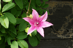 17-10-Clematis ‚Carnaby‘ 01