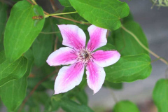 17-06-Clematis ‚Carnaby‘ 01