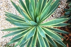 18-08-Yucca gloriosa variegata 03