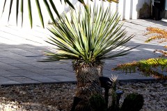 18-04-Yucca rostrata 01