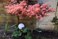 18-04-Acer palmatum ‚atropurpureum‘ 01