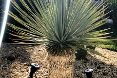 18-05-Yucca rostrata 02
