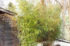 18-03-Fargesia spez. jiuzhaigou, Phyllostachys vivax ‚aureocaulis‘ 01