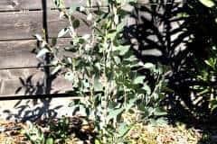18-10-Eucalyptus pauciflora 01