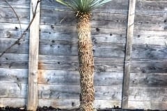 19-03-Yucca rostrata 01