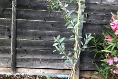 19-07-Eucalyptus pauciflora 01