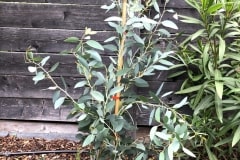 19-06-Eucalyptus pauciflora 01