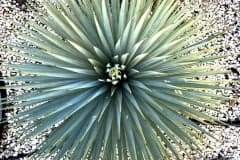 19-02-Yucca rostrata 01