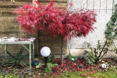 19-11-Acer palmatum ‚atropurpureum‘ 02