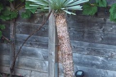 19-08-Yucca rostrata 01