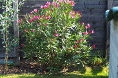 19-08-Nerium oleander ‚Italia‘ 02
