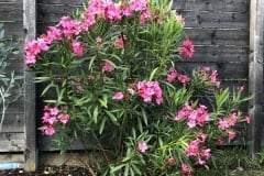 19-07-Nerium oleander ‚Italia‘ 01