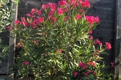 19-09-Nerium oleander ‚Italia‘ 01