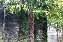 20-06-Trachycarpus Fortunei 02