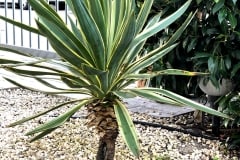 20-03-Yucca gloriosa variegata 02