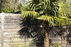 20-04-Trachycarpus Fortunei 02