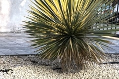 20-04-Yucca rostrata 02