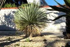 20-07-Yucca rostrata 01