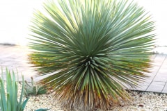 21-08-Yucca rostrata 01