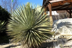 21-03-Yucca rostrata 01