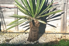 21-03-Yucca faxoniana 01