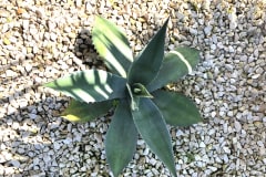 21-07-Agave ovatifolia 01