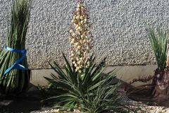 22-10-Yucca gloriosa 03