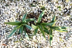 22-03-Yucca gloriosa 01