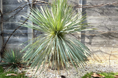 23-03-Yucca rostrata 01