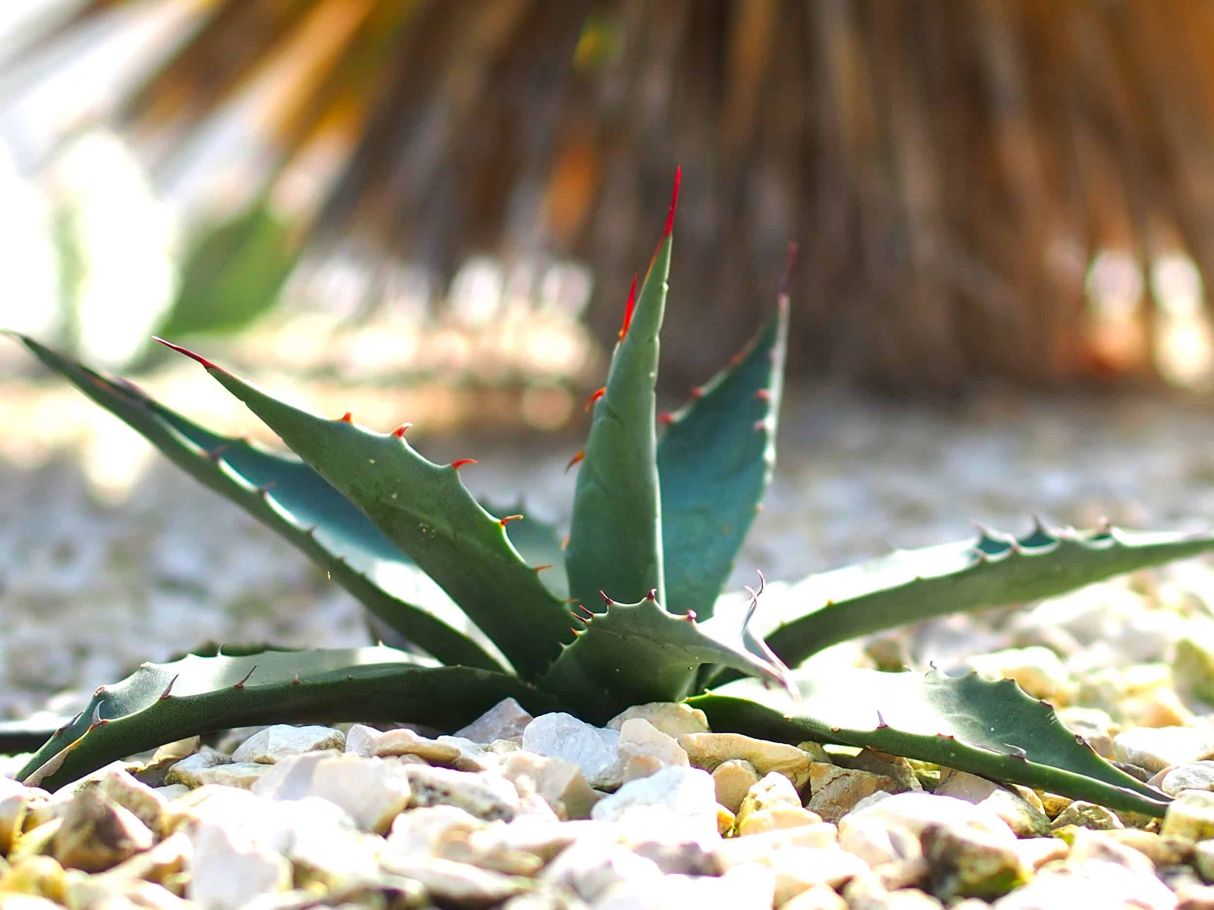 Agave parryi: Steckbrief 3