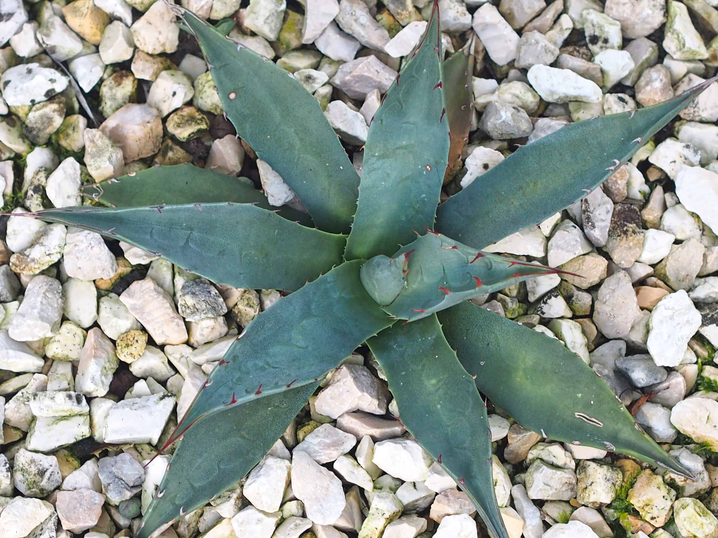 Agave parryi: Steckbrief 4