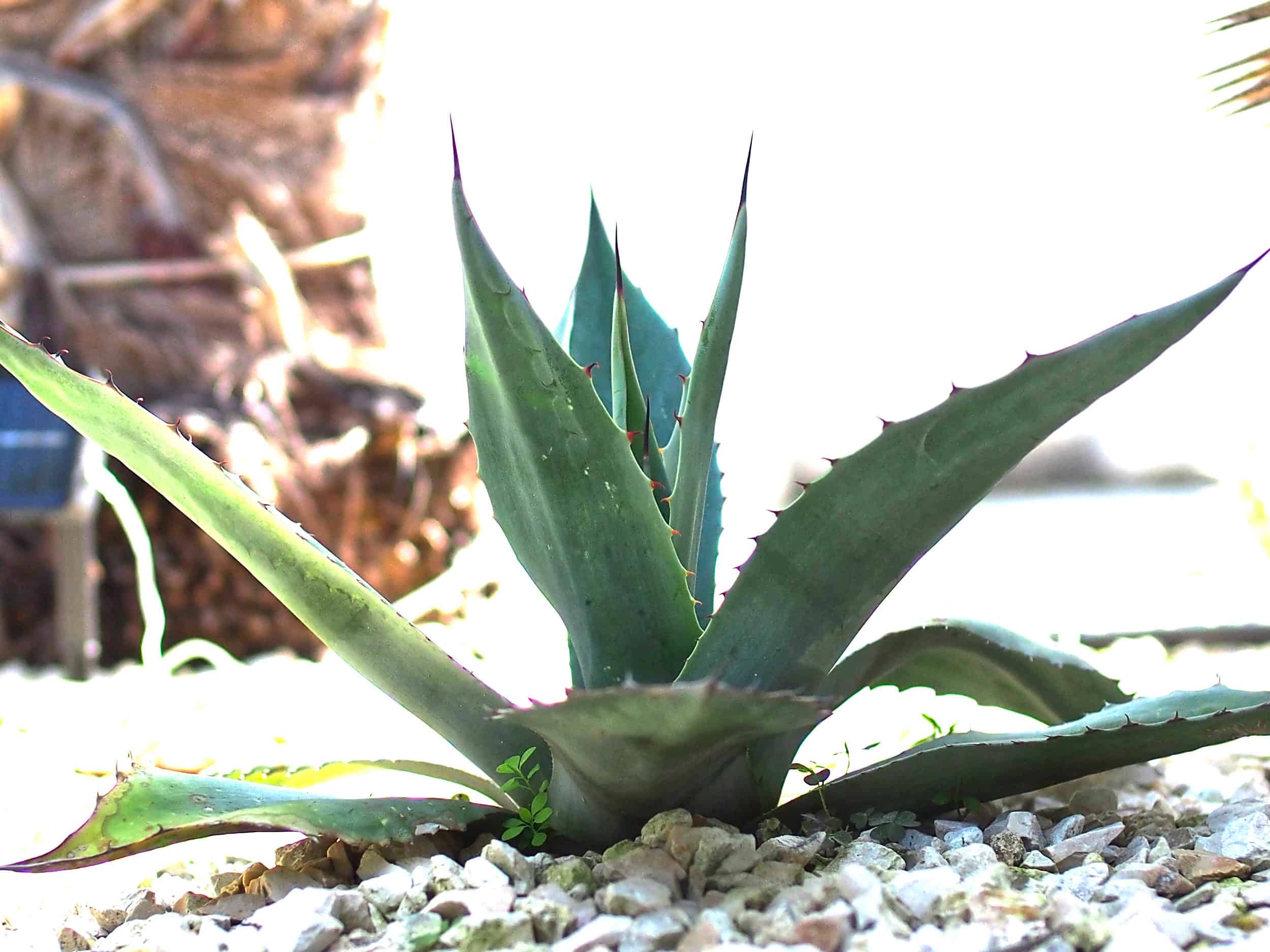 Agave parryi: Steckbrief 9