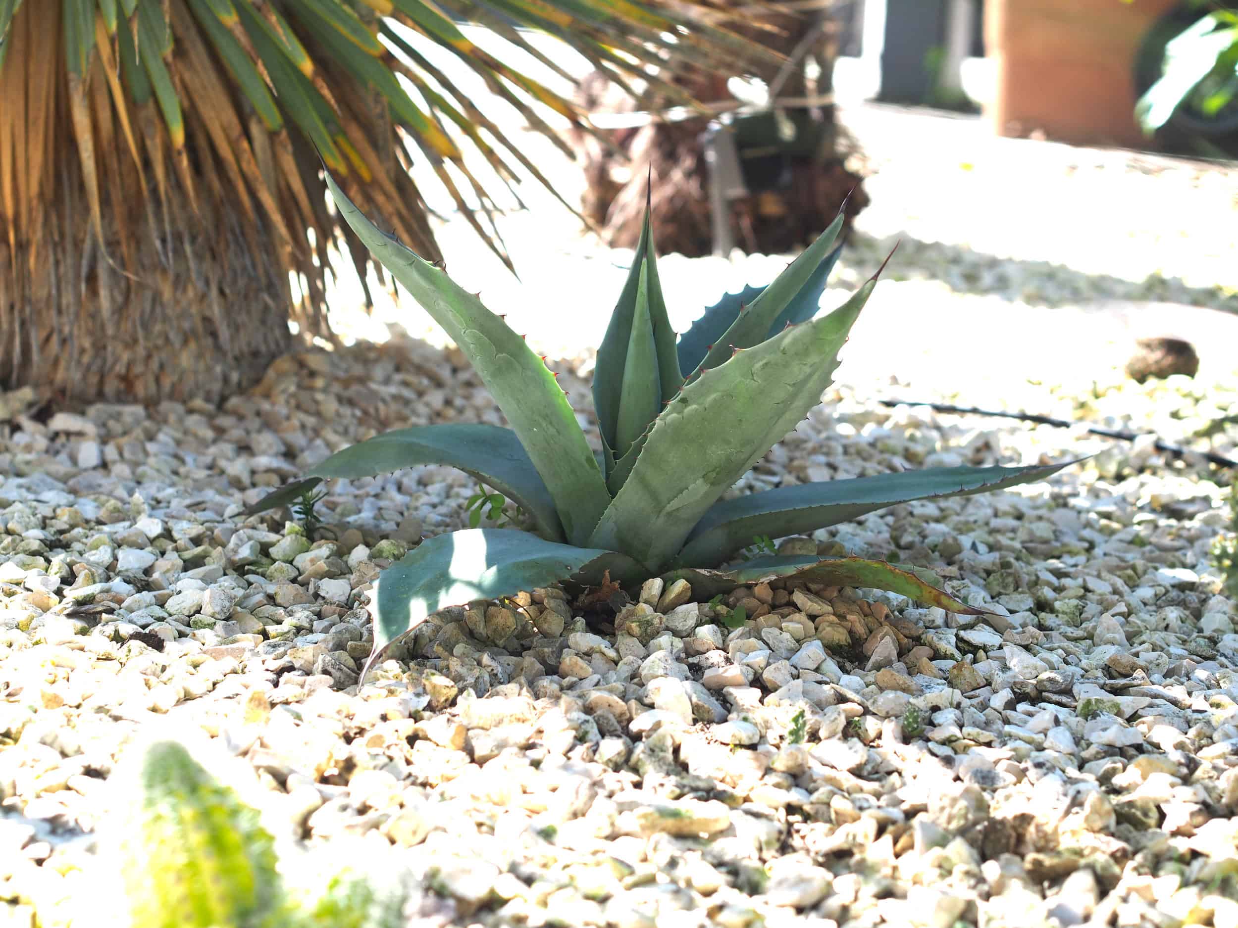 Agave parryi: Steckbrief 8