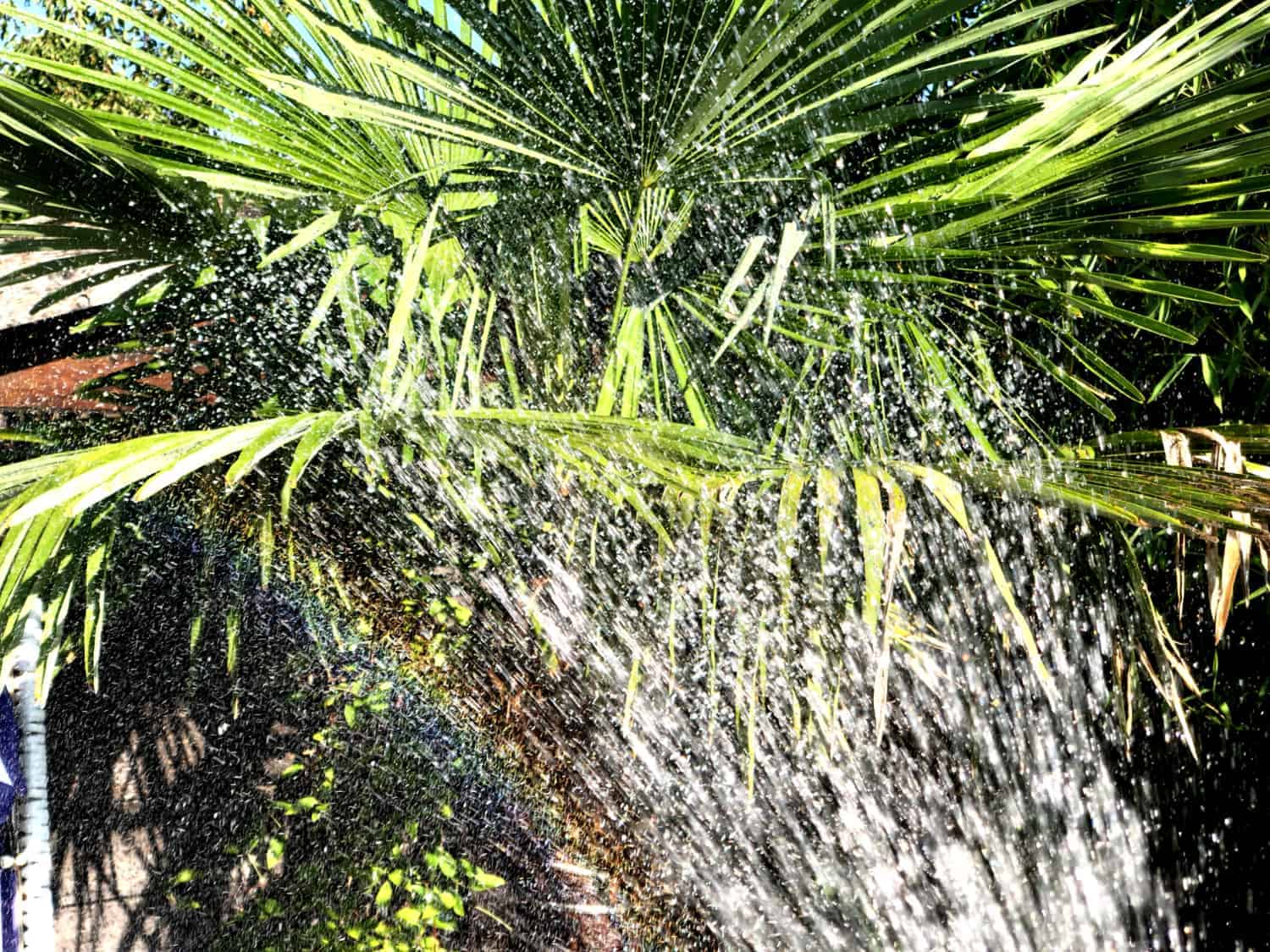 Wasseraufnahme von Pflanzen 3