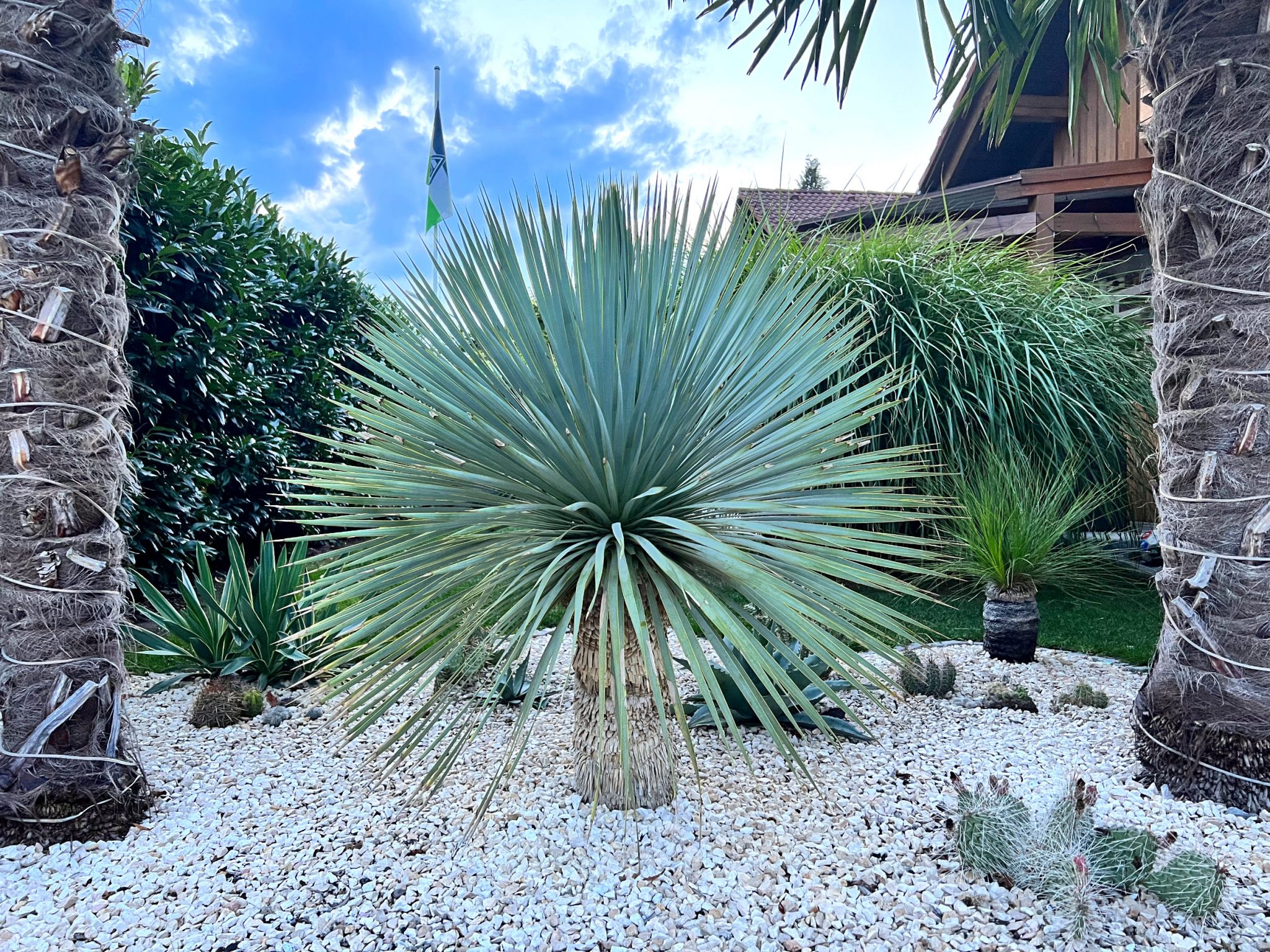 Yucca rostrata: Steckbrief 4