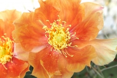 Opuntia macrohitza ‚Apricot‘