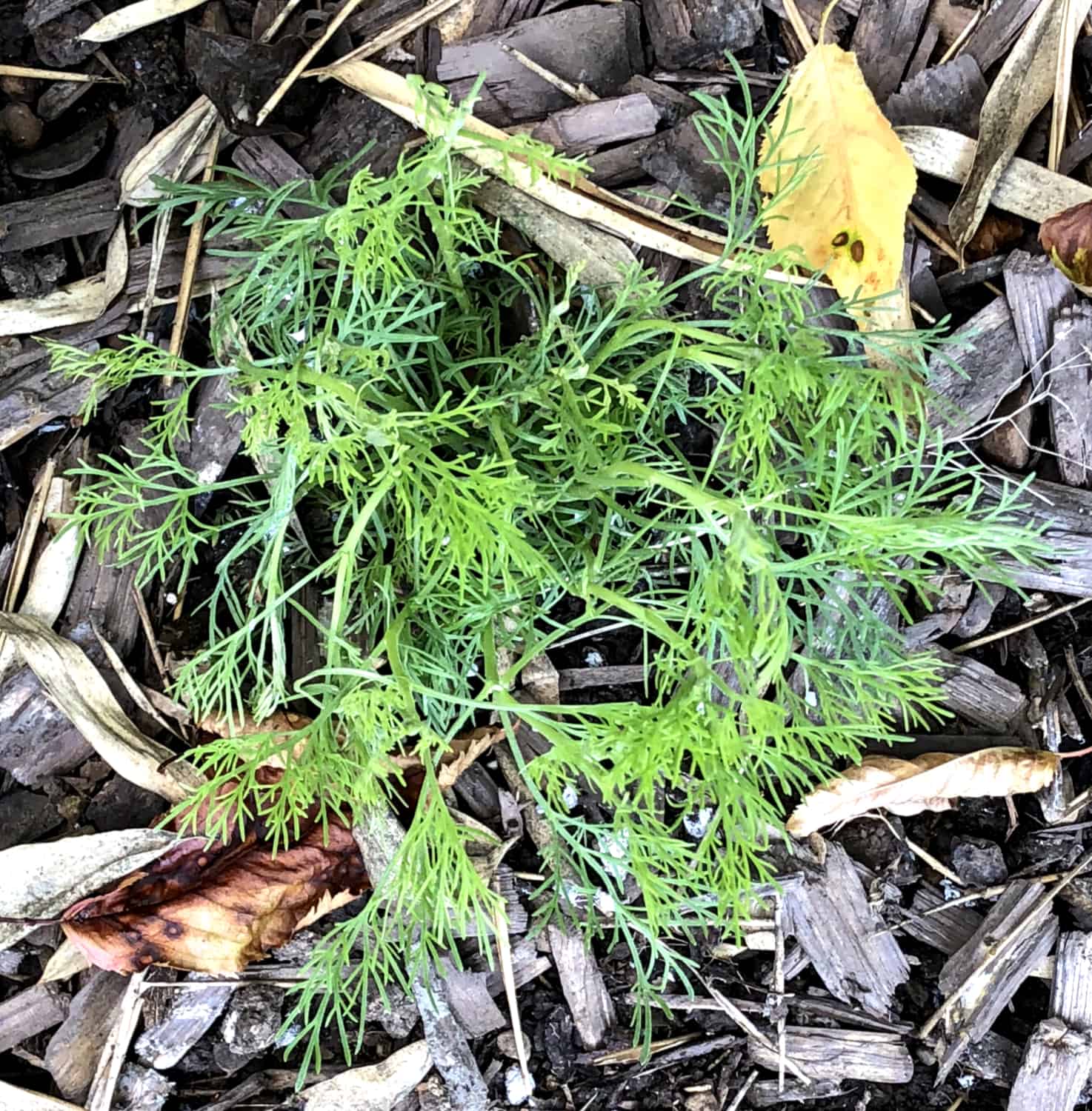Artemisia abrotanum: Steckbrief 3